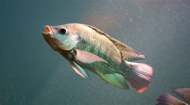 Do Fishes need light?