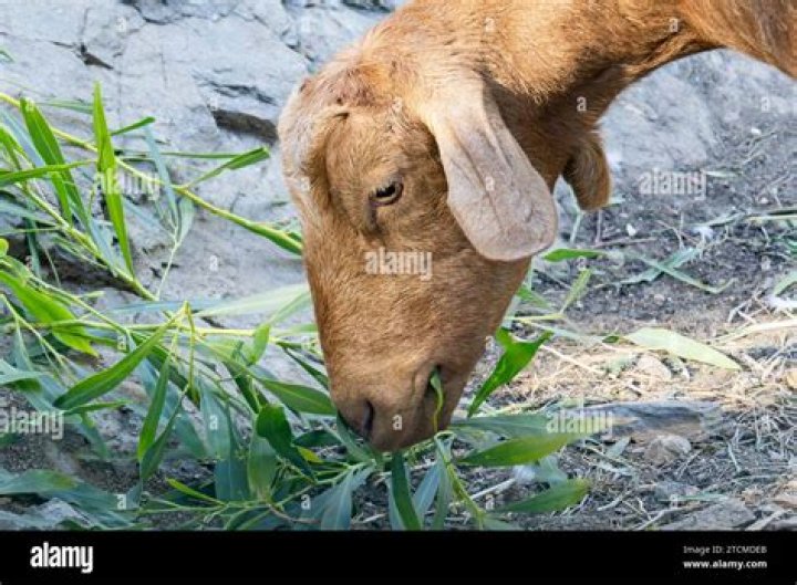 Do goats eat grass?