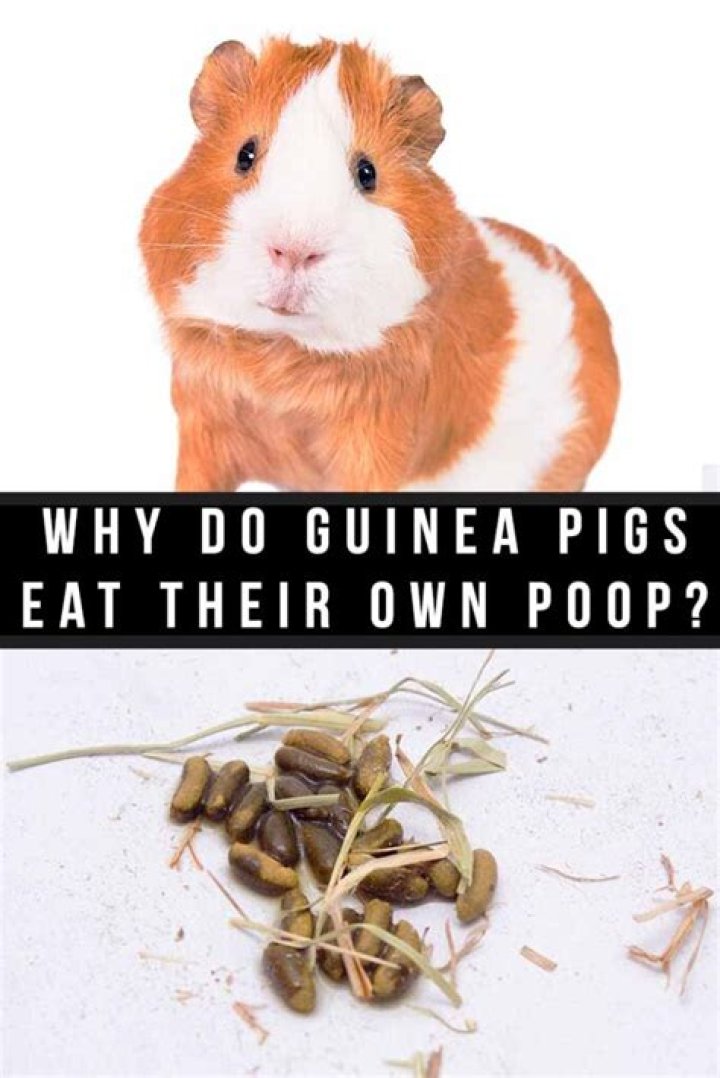 Do guinea pigs eat their poop?