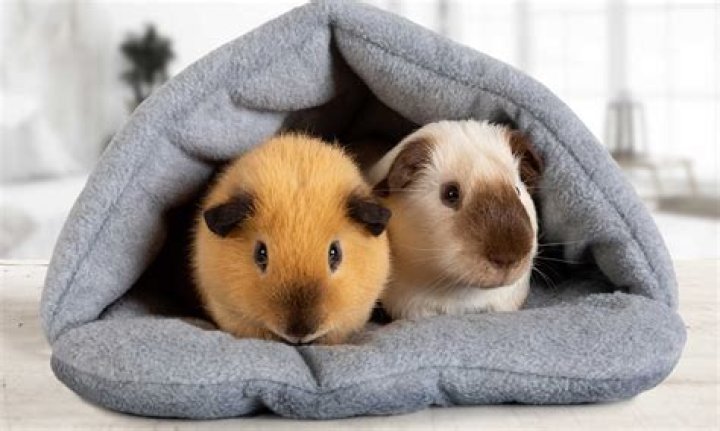 Do guinea pigs get attached to their owners?