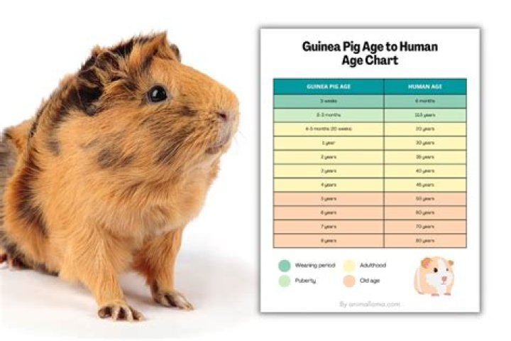Do guinea pigs have a language?
