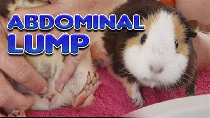 Do guinea pigs have a period?