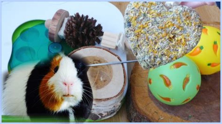 Do guinea pigs need chew toys?
