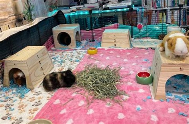 Do guinea pigs need hay in their bed?