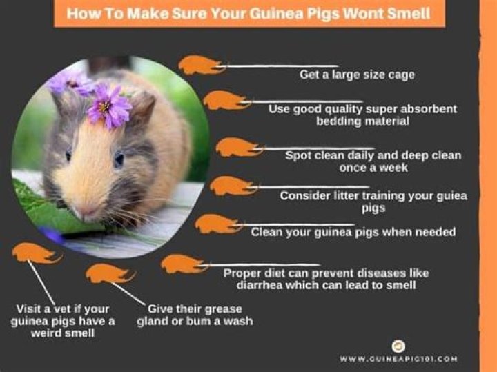 Do guinea pigs stink?