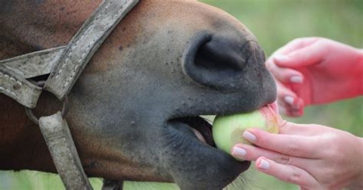 Do horses get drunk off apples?