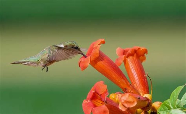 Do hummingbirds prefer sun or shade?