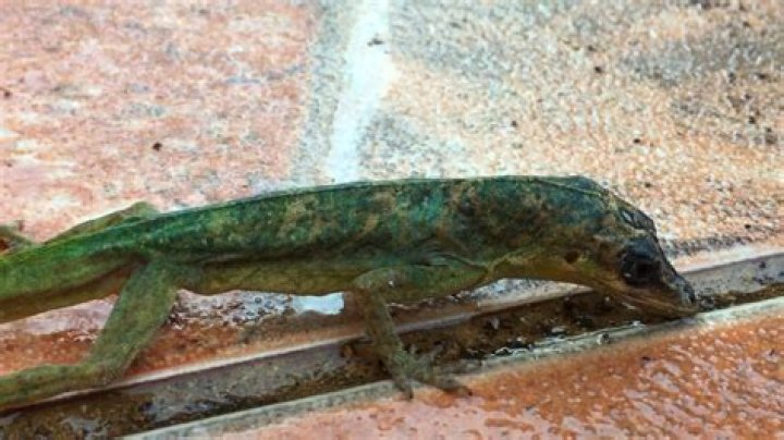 Do lizards drink water?