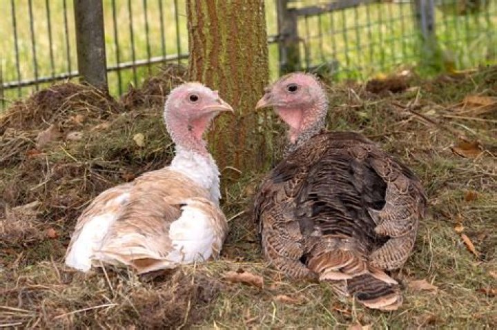 Do male or female turkeys taste better?