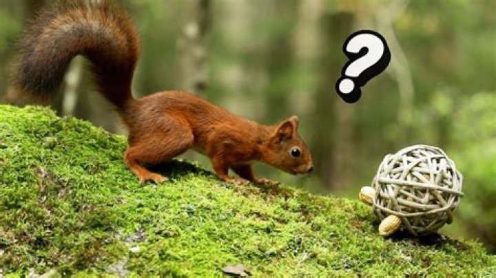 Do male squirrels have balls?