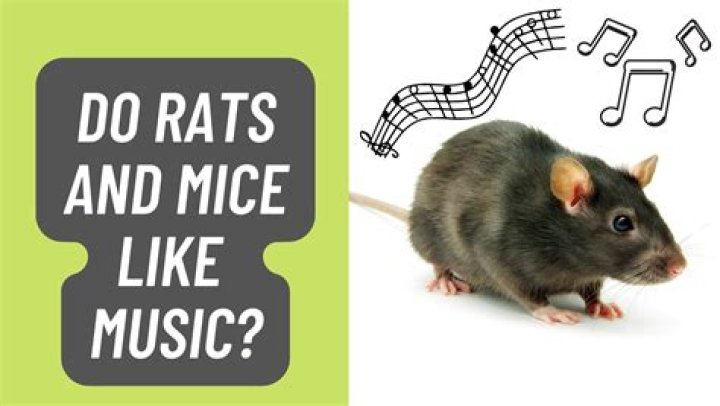 Do mice like music?