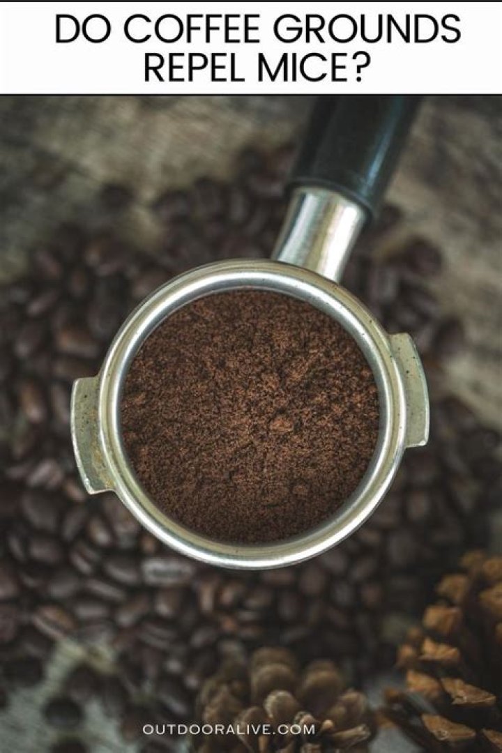 Do mice like smell of coffee?