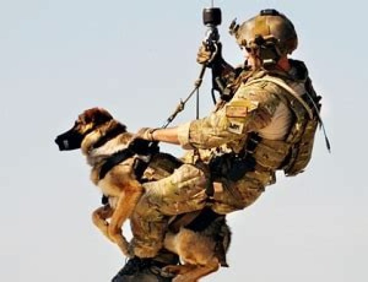 Do military dogs get put down?