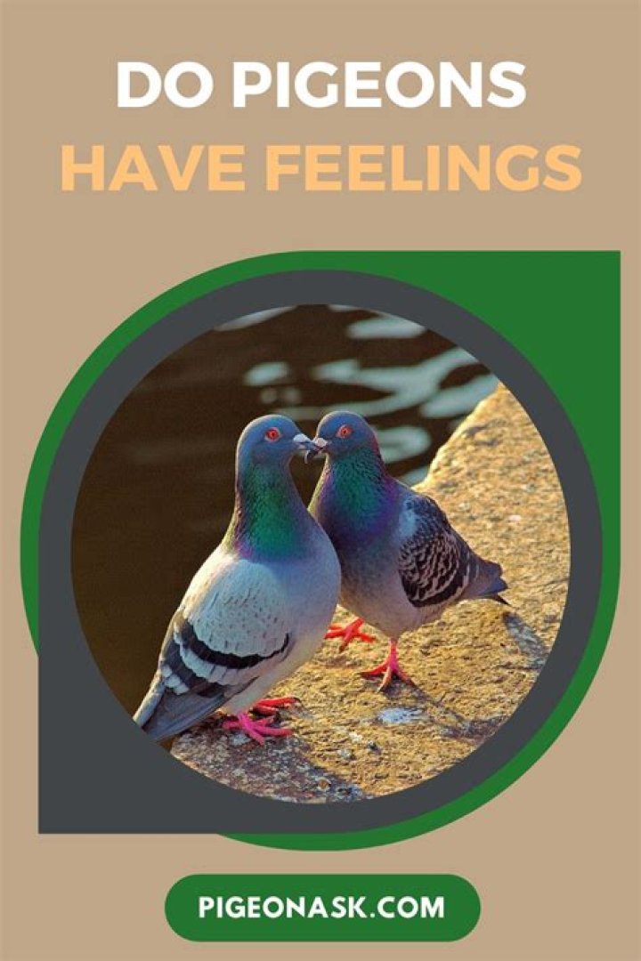 Do pigeons have feelings?