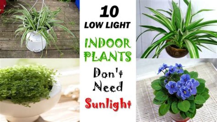 Do plants need sunlight or just light?