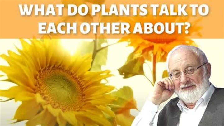 Do plants talk to each other?