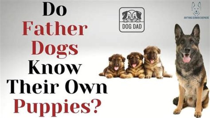 Do puppies get their color from Mom or Dad?