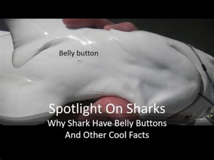 Do sharks have belly buttons?