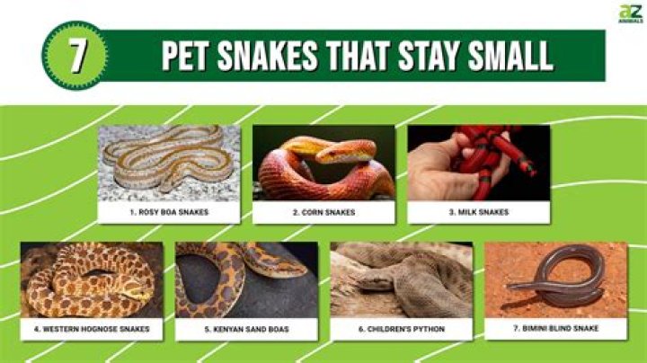 Do snakes need to be in pairs?
