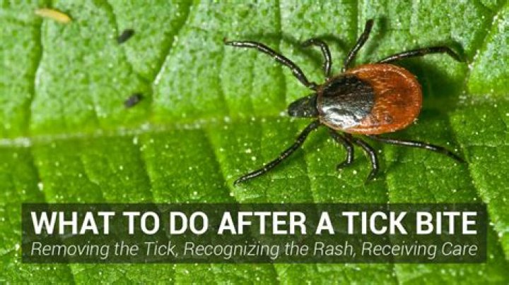 Do tick bites leave a bump?