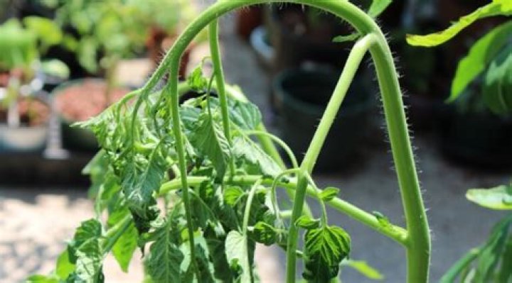 Do tomato plants like banana peels?
