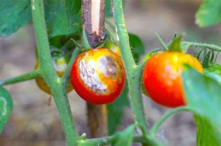 Do tomatoes have mercury?