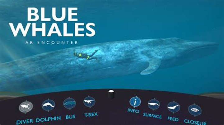 Does any aquarium have a blue whale?