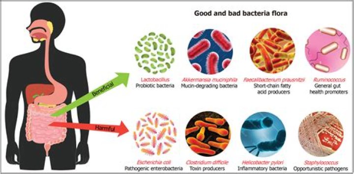 Does beneficial bacteria need water flow?