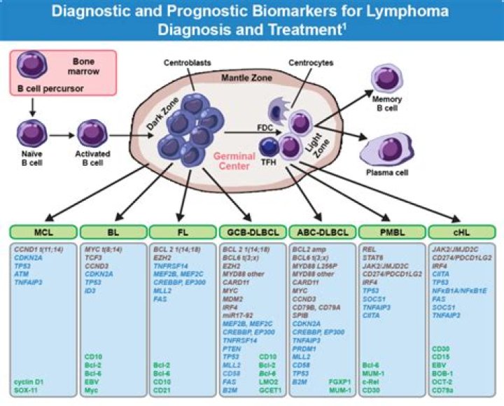 Does bloodwork show lymphoma?