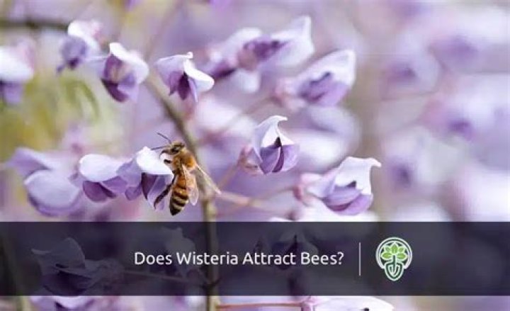 Does cilantro attract bees?