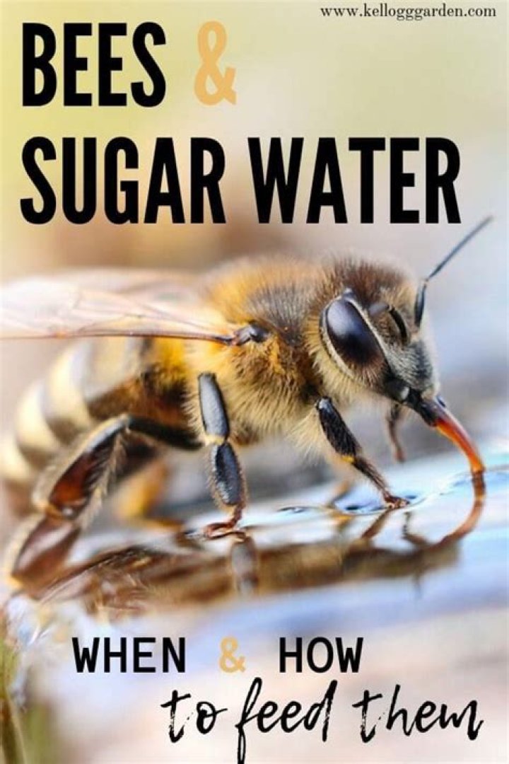 Does feeding bees sugar affect the honey?