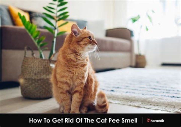 Does gas smell like cat pee?