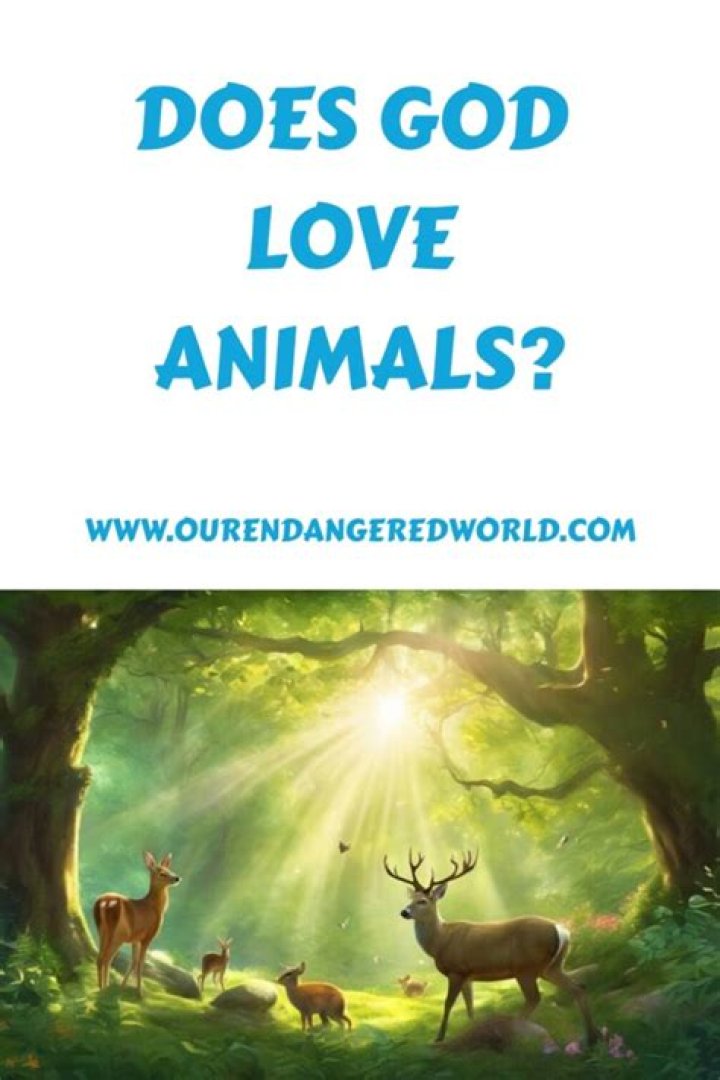 Does God love animals Catholic?