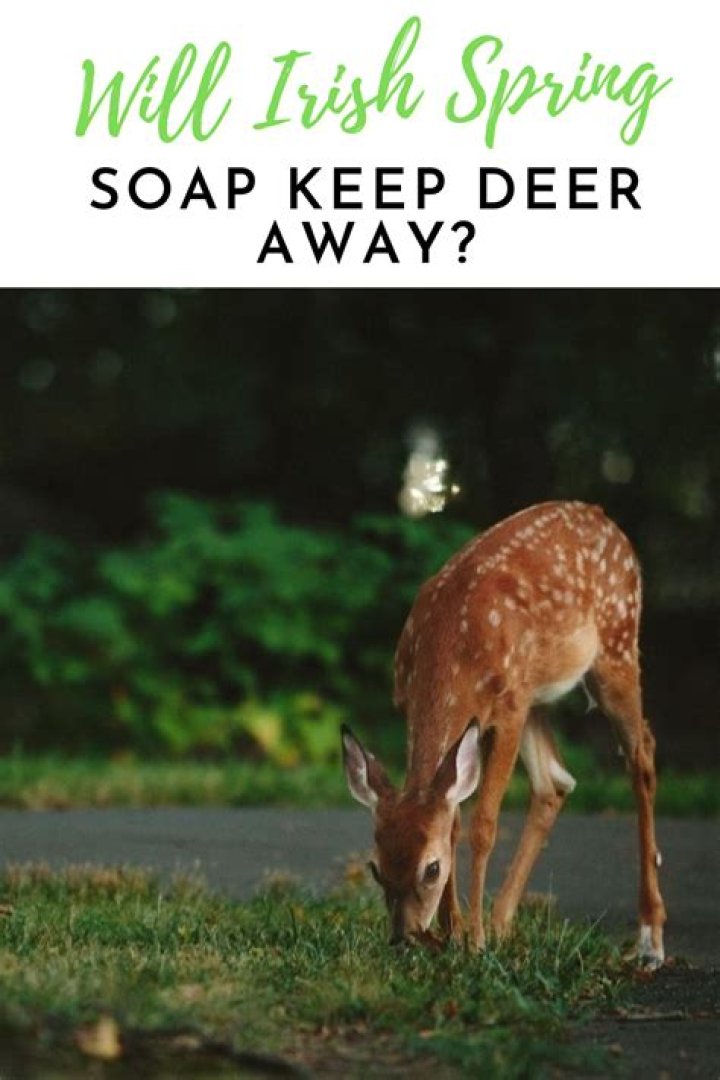 Does Irish Spring soap keep deer away?
