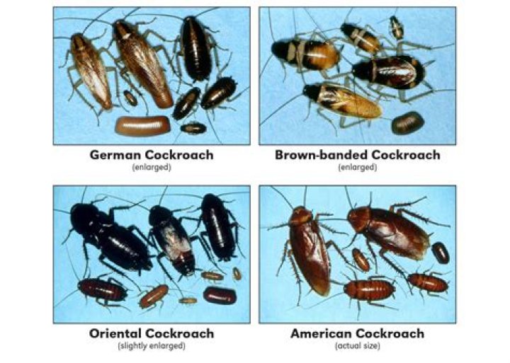 Does LaCroix have cockroach poison?