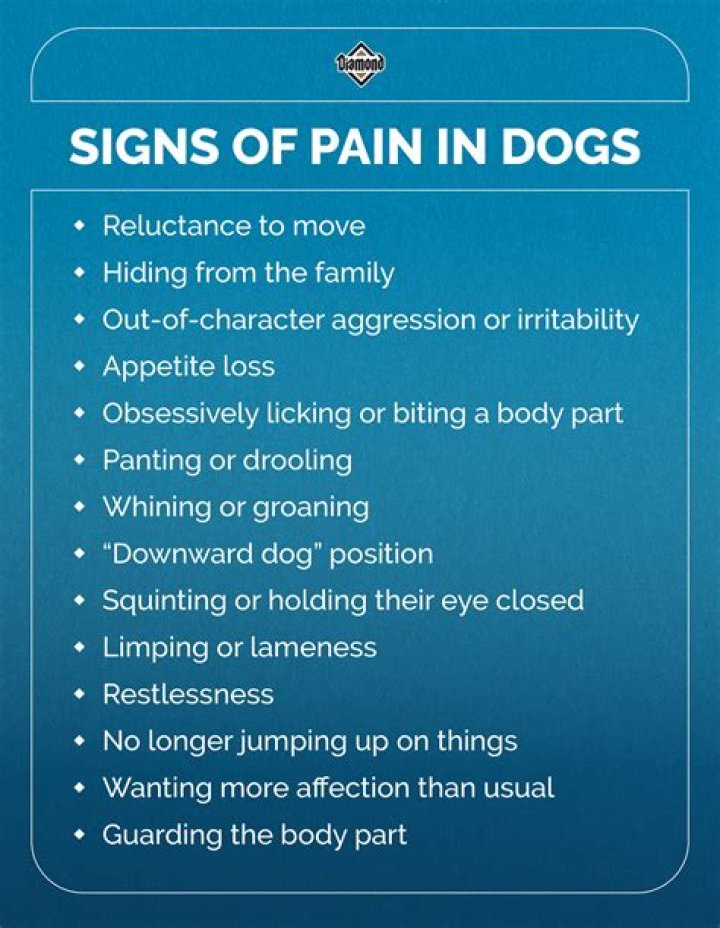 Does panting mean a dog is in pain?