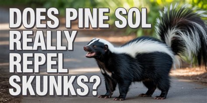 Does Pine Sol repel raccoons?