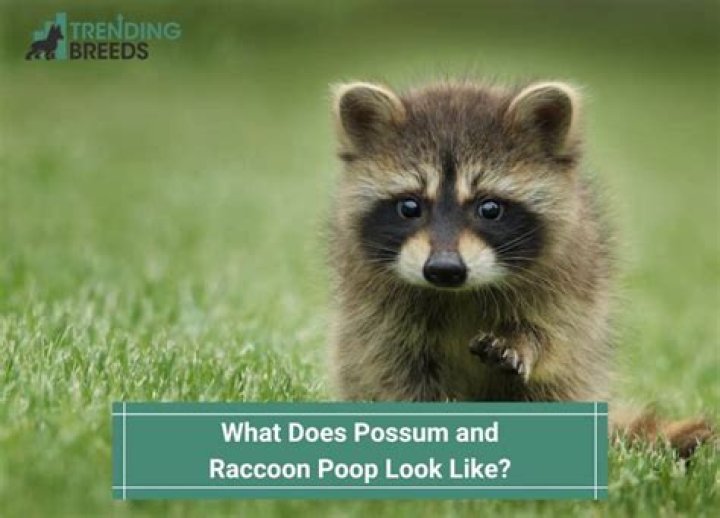 Does raccoon poop look like human poop?