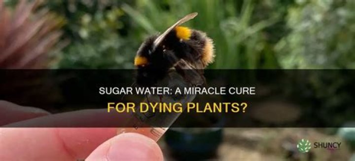 Does sugar water help dying plants?