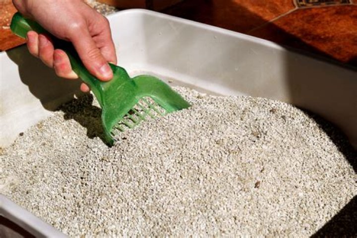 Does used cat litter keep rats away?