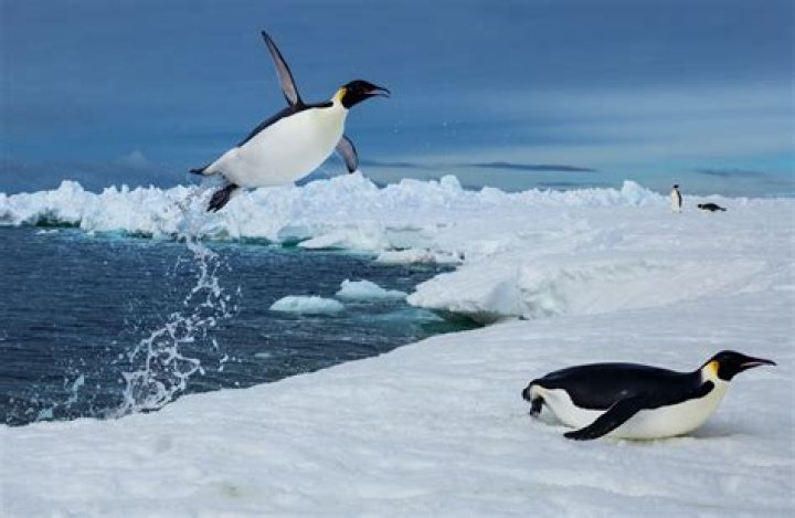 How are penguins similar to humans?