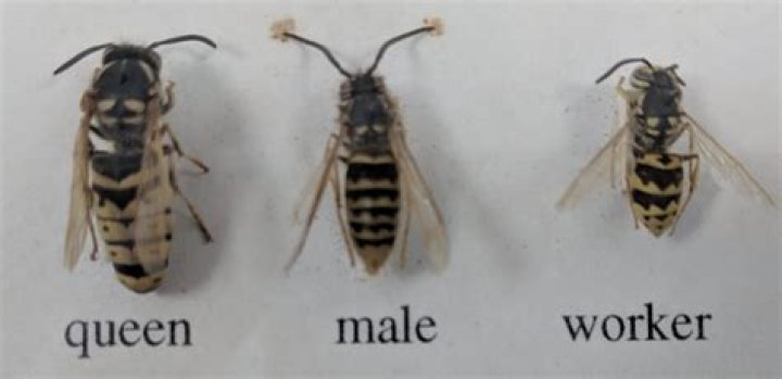 How big is a queen wasp?