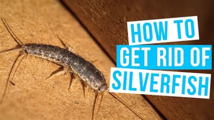 How can I get rid of silverfish?