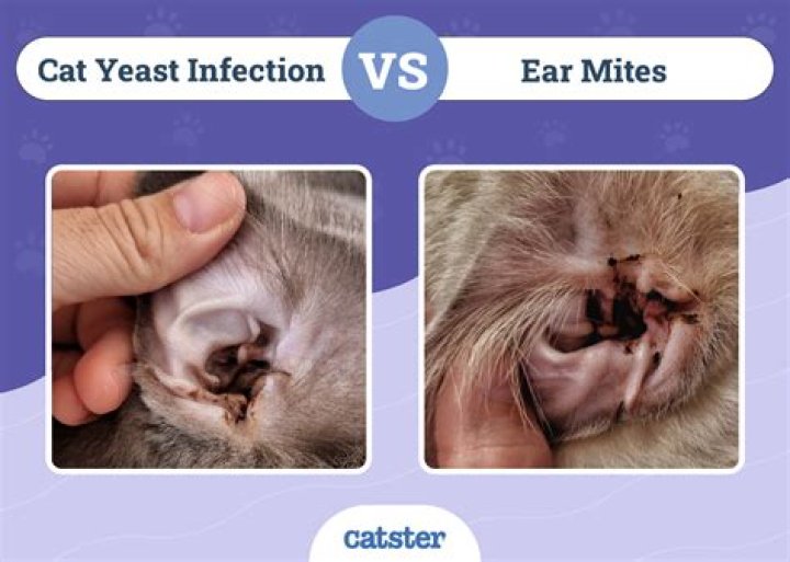 How did my indoor cat get an ear infection?