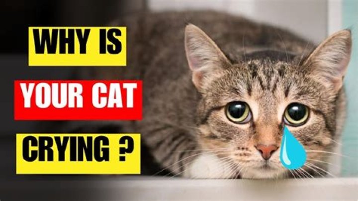 How do cats cry?