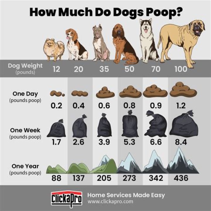 How do dogs pick a spot to poop?