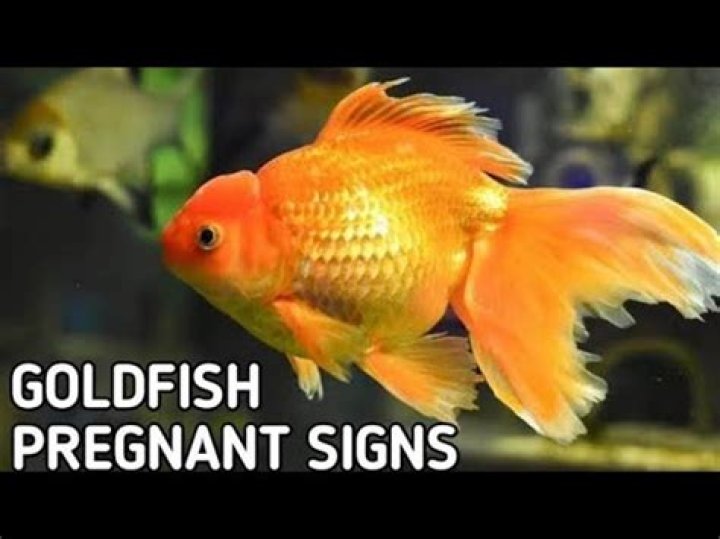How do goldfish get pregnant?