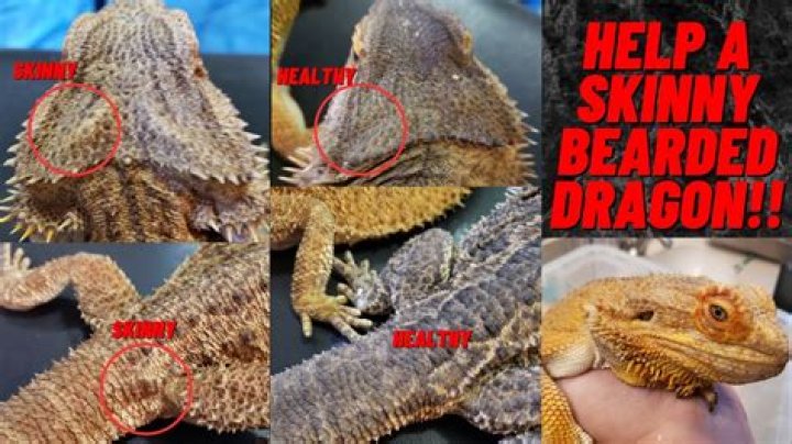 How do I get my bearded dragon to calm down?