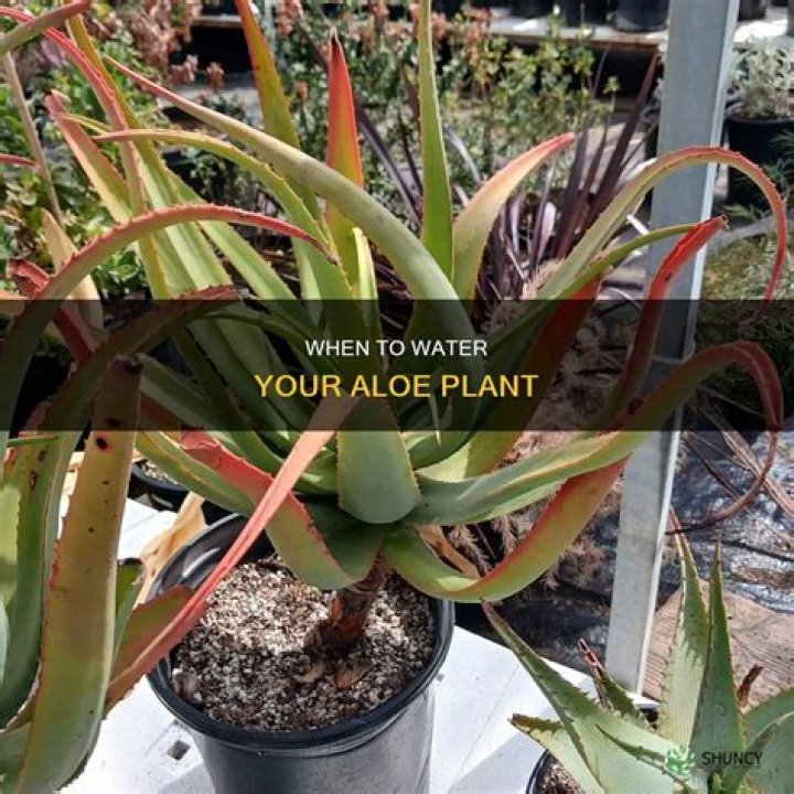 How do I know if my aloe plant needs water?