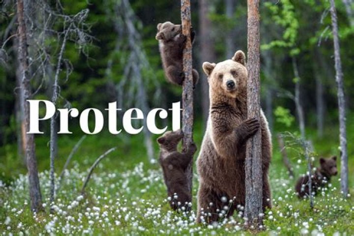 How do I protect my RV from bears?